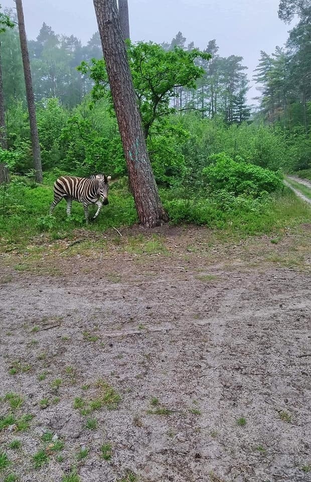 Jak poinformowali leśnicy, zebra uciekła z pobliskiego mini...