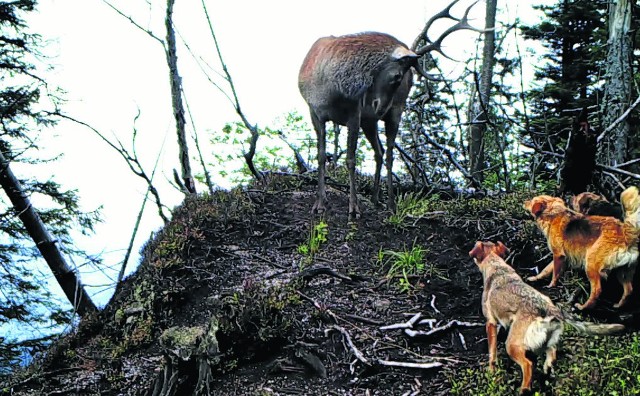 Jeleń skutecznie odpierał przez kilka godzin ataki. Psy odstąpiły od byka dopiero po zmierzchu