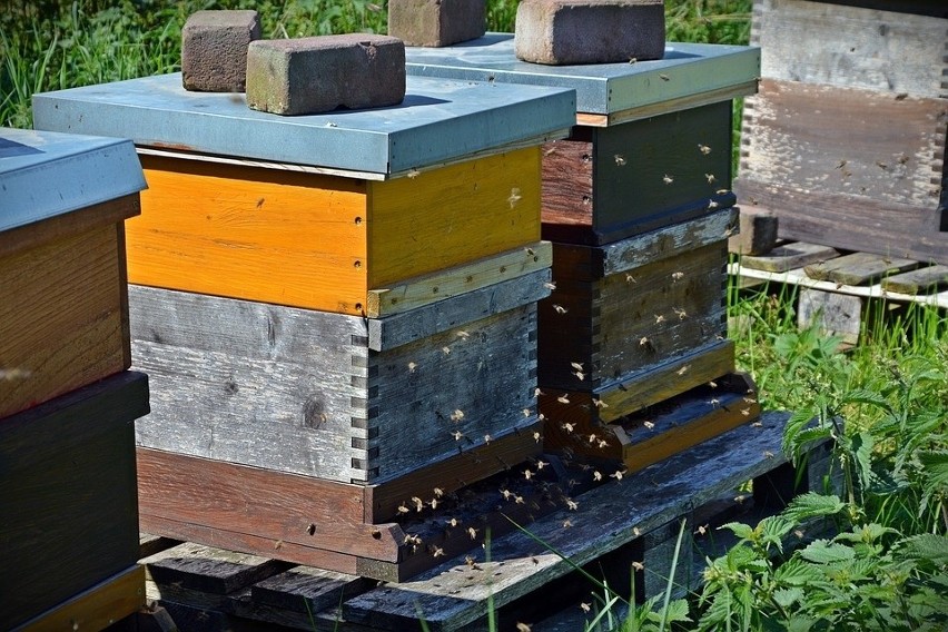 Część ekologów i pszczelarzy twierdzi, że główną przyczyną...