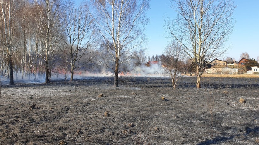 Pożar traw przy torach w Skarżysku-Kościelnym. Z ogniem walczyło 6 zastępów strażackich