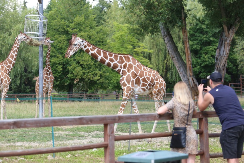 Lato w Śląskim Ogrodzie Zoologicznym...