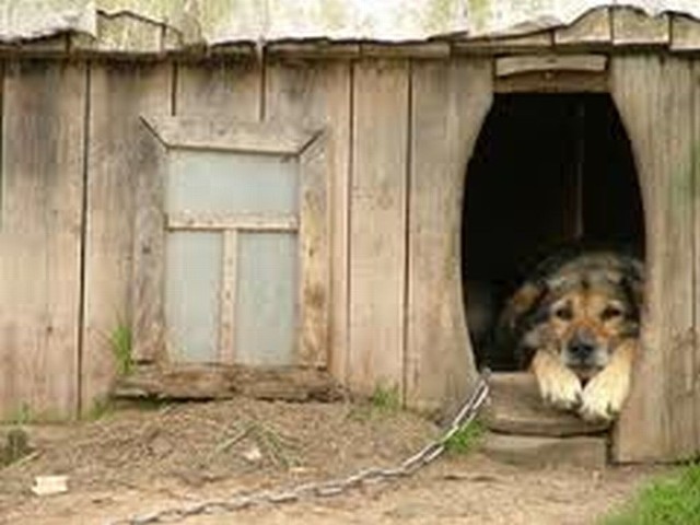 Na dworze upał niemiłosierny, a psy przywiązane do budy nie miały co pić.