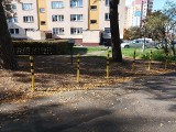 Sporna sytuacja na osiedlu Zawadzkiego-Klonowica w Szczecinie. Chcą chronić drzewa, ale nie kosztem miejsc parkingowych [ZDJĘCIA]