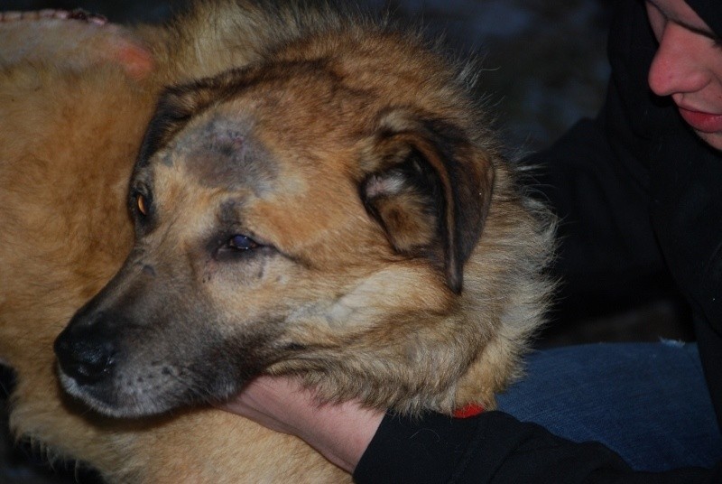 Pies Alek krótko po odnalezieniu przez inspektorów TOZ