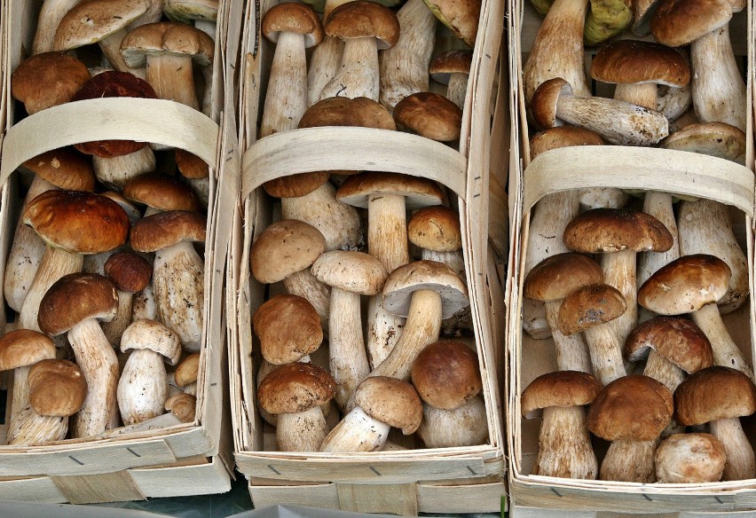 Kujawsko-pomorskie lasy są pełne grzybów! Oto zbiory naszych Czytelników