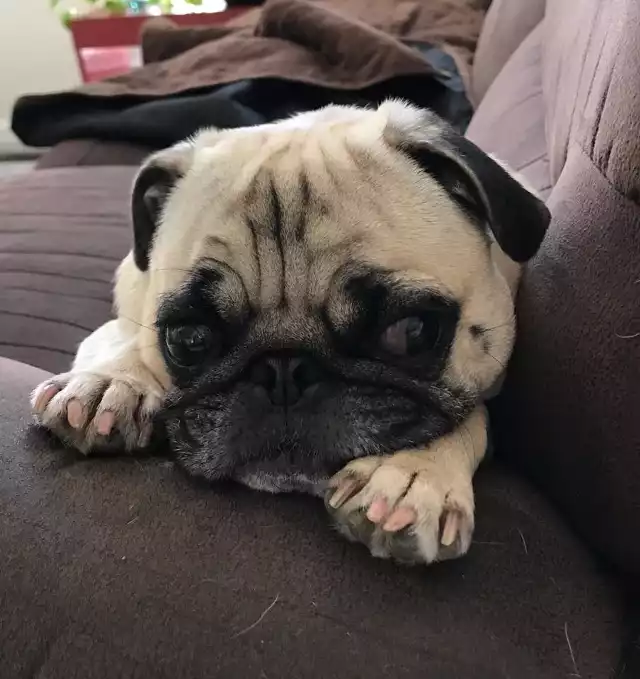 Princess Penelope Pug (czyli Księżniczka Penelopa Mops) to suczka rasy mops. Właściciele założyli ukochanej pupilce stronę, na której zdają relację z życia codziennego psa i własnego. Jak podaje sama Penelope, uwielbia chodzić na spacery, drzemać, gonić kota, bawić się z braćmi (psami), kochać mamę i tatę (ludzi) i przerywać mniejszym ludziom, gdy odrabiają lekcje.