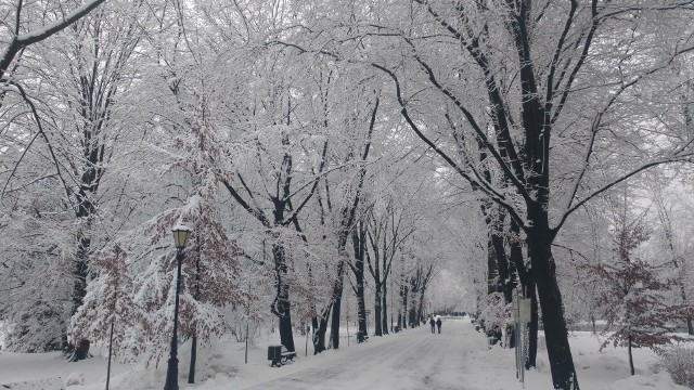 Park zamkowy w Pszczynie zimą jest miejscem szczególnie magicznym