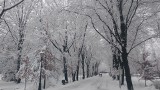 Park Zamkowy w Pszczynie zimą jest jeszcze piękniejszy ZDJĘCIA