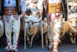 Jesienny redyk w Obidzy. Owce wróciły z hal. W kulturze pasterskiej to największe święto wsi [ZDJĘCIA]