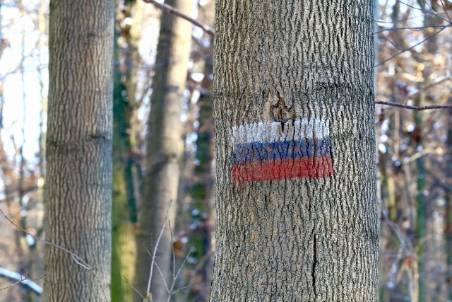 Symbole w barwach flagi Federacji Rosyjskiej zostały namalowane na drzewach nad Odrą w lesie Pilczyckim, w pobliżu mostu Rędzińskiego we Wrocławiu. Kto i po co je tam umieścił? Nie wiadomo.