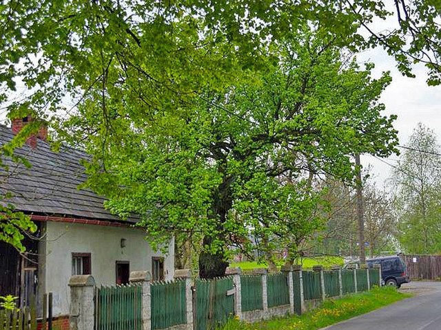 Grusza z Kamionki ma około 160 lat, wysokość 12 metrów i obwód pnia 2,75 m.