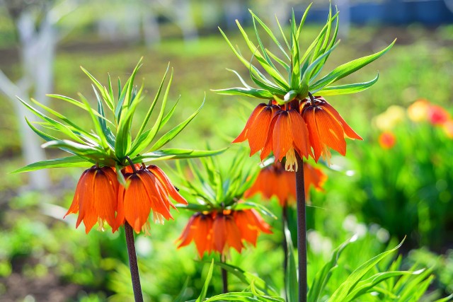 Szachownice cesarskie  (Fritillaria imperialis), zwane też cesarskimi koronami, to jedne z najbardziej efektownych kwiatów  wiosennej pełni