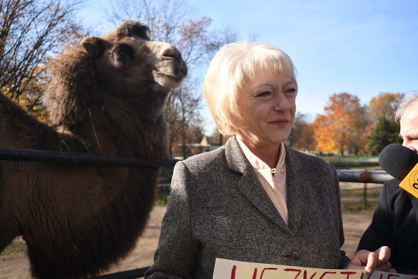 Osioł USiołek z chorzowskiego zoo obchodzi 14. urodziny