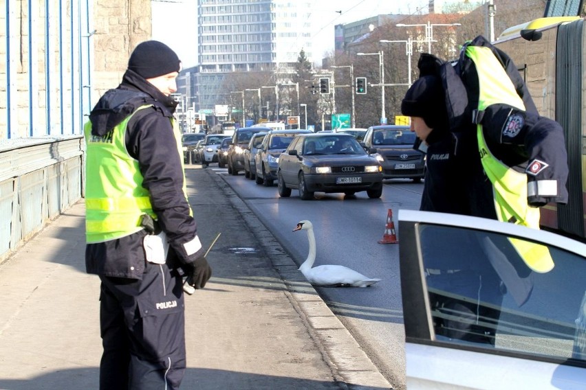 Łabędź zablokował ruch na moście Grunwaldzkim (ZDJĘCIA)