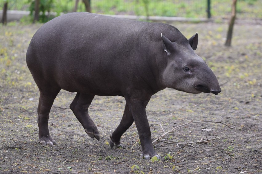 Światowy Dzień Tapira w zoo [zdjęcia, FILM]