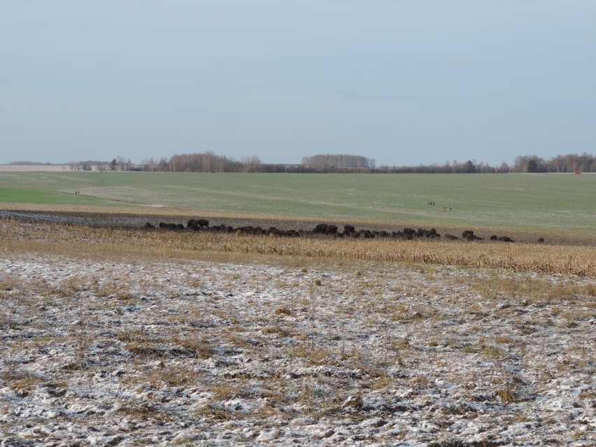 Ostrowskie stowarzyszenie Ludzie z Pasją natknęło się podczas niedawnej wyprawy na Podlasie na duże stado żubrów. Zdjęcia, wideo