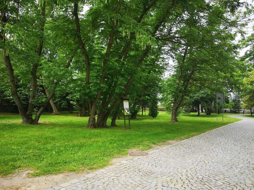 Wkrótce ruszy remont zabytkowego parku w Tułowicach.