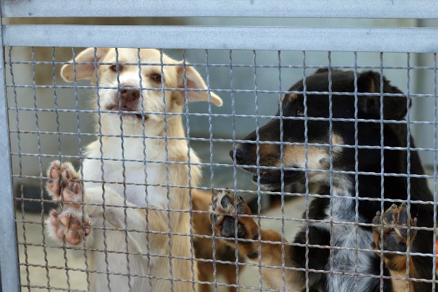 50 psów ze schroniska dla zwierząt, prowadzonego przez Stowarzyszenie Animals w Białogardzie, zostało ewakuowanych, a szef Animalsów został zatrzymany.