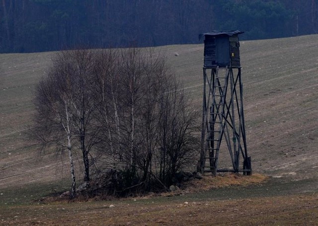 Myśliwy strzelał do psa z ambony.