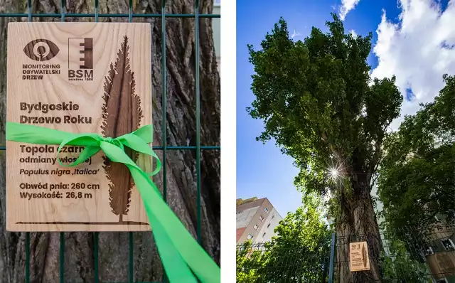 Bydgoskim Drzewem Roku 2021 wybrano topolę czarną na osiedlu Błonie, o czym przypomina tabliczka zaprojektowana przez bydgoskiego projektanta i fotografa Michała Mielewczyka, a wykona  przez rzemieślnika z Podkarpacia.