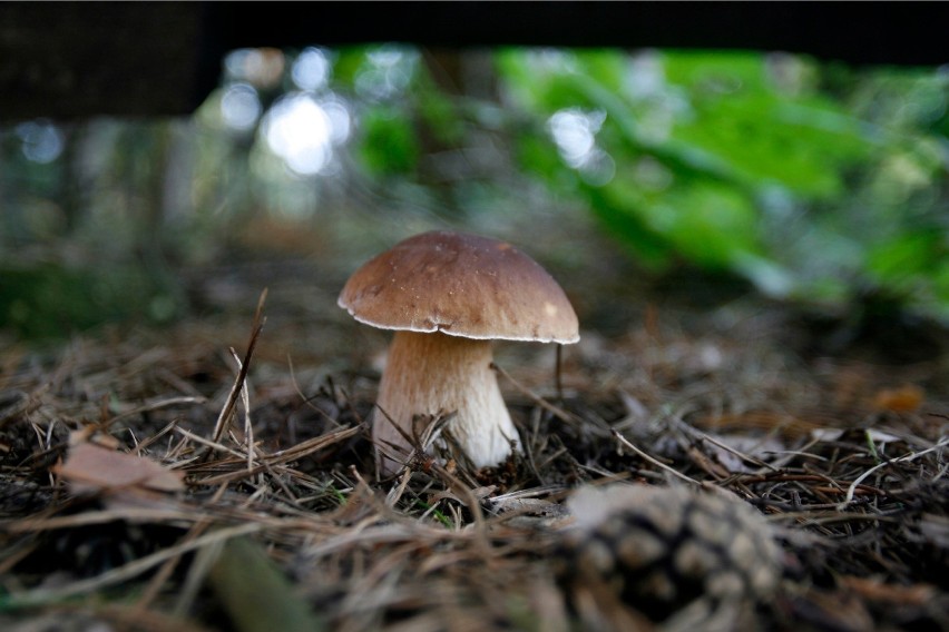 Największy wpływ na wysyp grzybów, oprócz pory roku i dnia,...