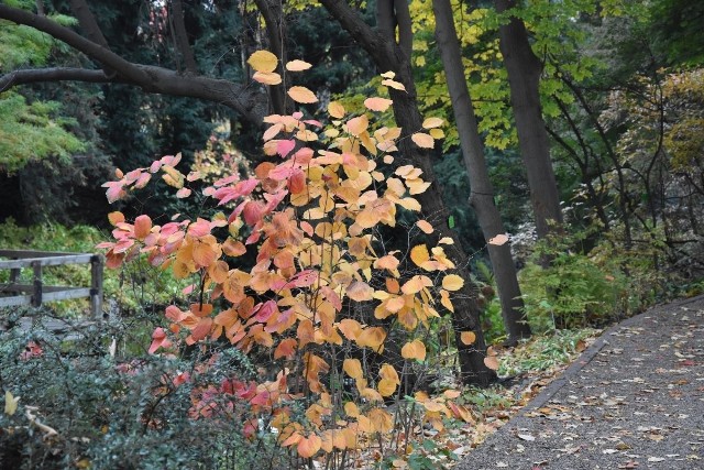 Ogród Botaniczny we Wrocławiu