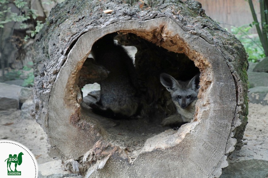 Mieszkańcy Śląskiego Ogrodu Zoologicznego w Chorzowie....