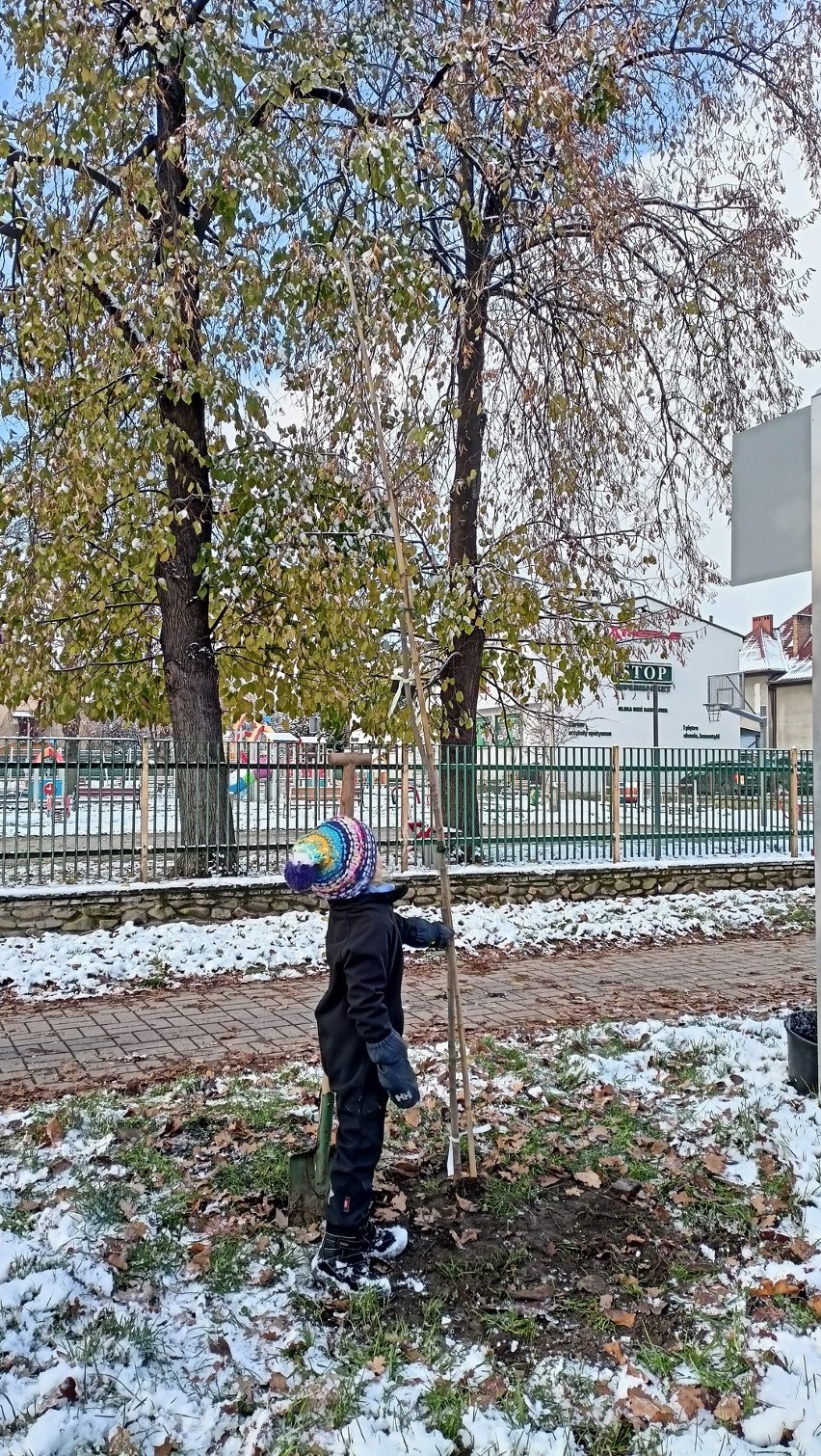 Akcja "Zapuśćmy korzenie" w Myślenicach