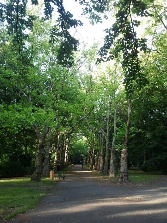 Park górczyński w Poznaniu