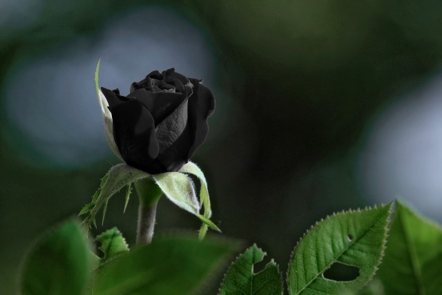 Taka róża to efekt działania programu graficznego. Róż w czarnym kolorze nie udało się wyhodować.