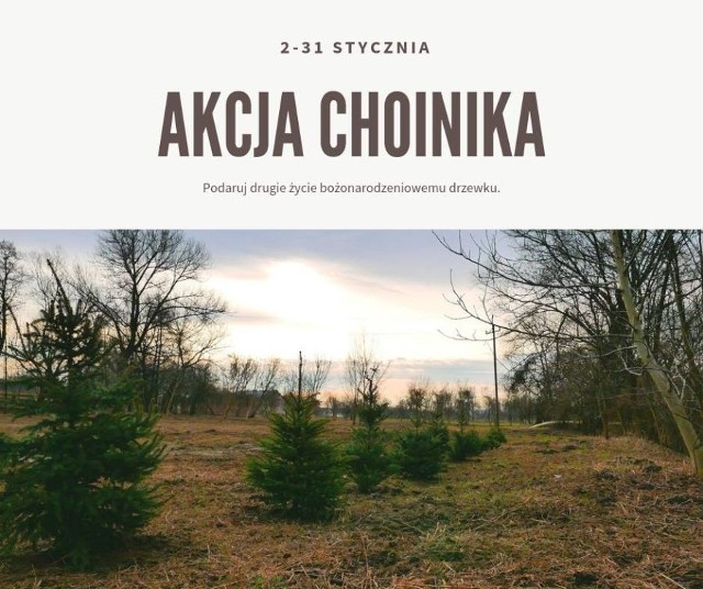 Akcja choinka