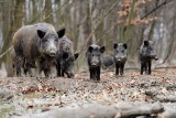 ASF w województwie lubelskim się rozprzestrzenia. Urzędnicy zapowiadają walkę z dzikami