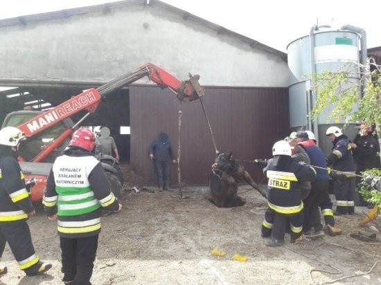 Do szamba, znajdującego się pod budynkiem gospodarczym, wpadły dwa byki. Zwierzęta wydobyli strażacy. Byki umyto wodą i przekazano właścicielowi. Czytaj dalej --->