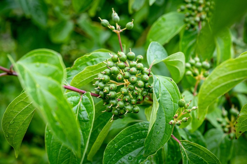 Dereń biały (Cornus alba) to bujnie rosnący krzew, który...