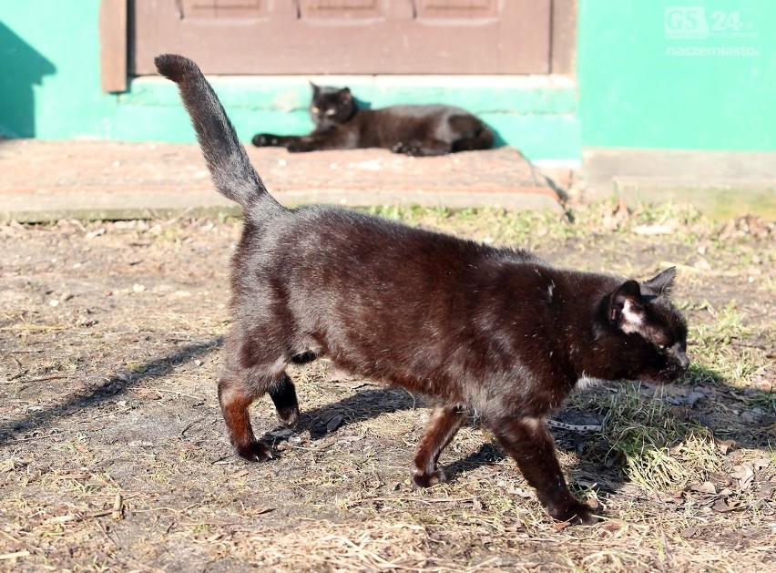 Koty, które czekają na adopcję w Schronisku dla Bezdomnych...