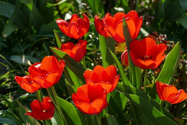 Zobacz, jakie czerwone kwiaty wybrać do ogrodu i na balkon. Przejdź do kolejnych slajdów, użyj strzałki lub przycisku NASTĘPNE.