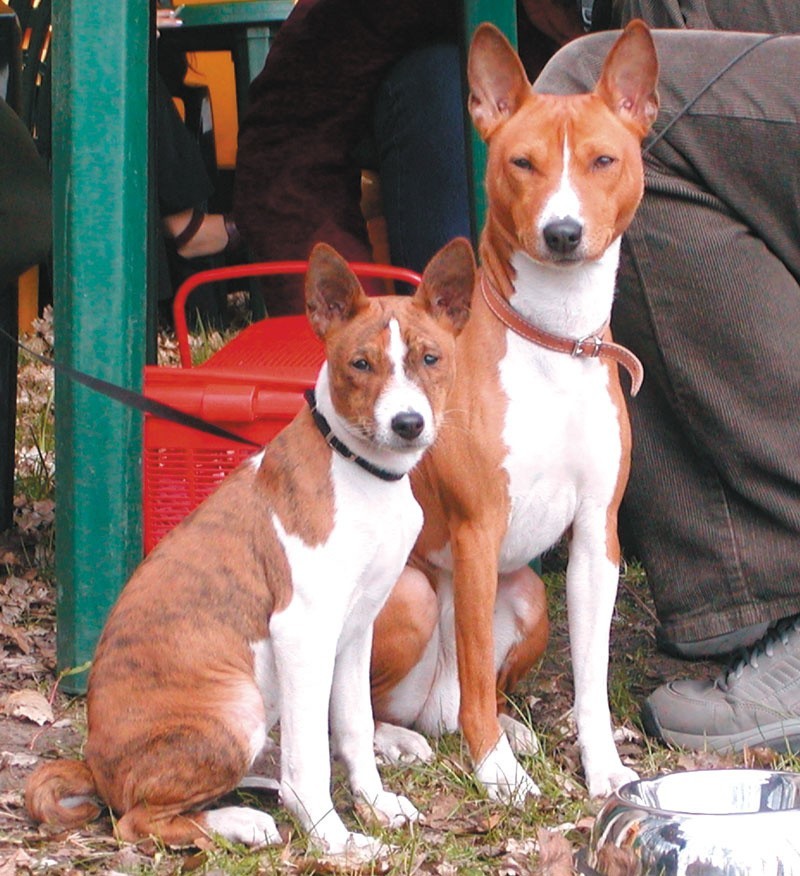 Adumbi – (z lewej) pierwszy w Polsce pies basenji o tym...