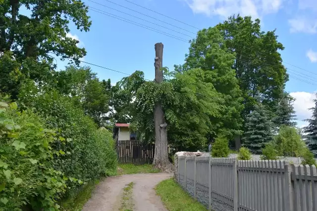 Tak wygląda wiąz po bardzo dużym przycięciu, którego dokonano w kwietniu 2015 roku.