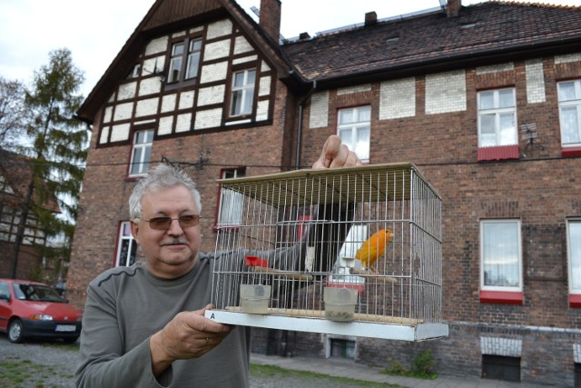 Kazimierz Malik w klatkach zbudowanych przed swoim domem hoduje około 100 kanarków