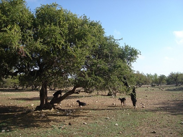 Kozy, by zdobyć przysmak, potrafią wspiąć się i łazić po drzewach
