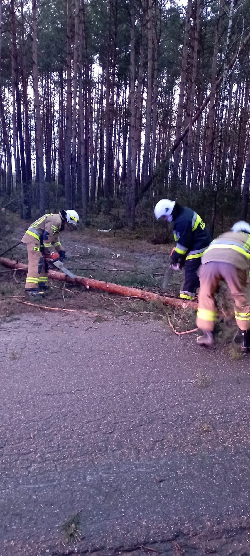 Wichura w powiecie ostrowskim (19-21.02.2022). Powalone drzewa, uszkodzone budynki, zerwane linie energetyczne. Zdjęcia