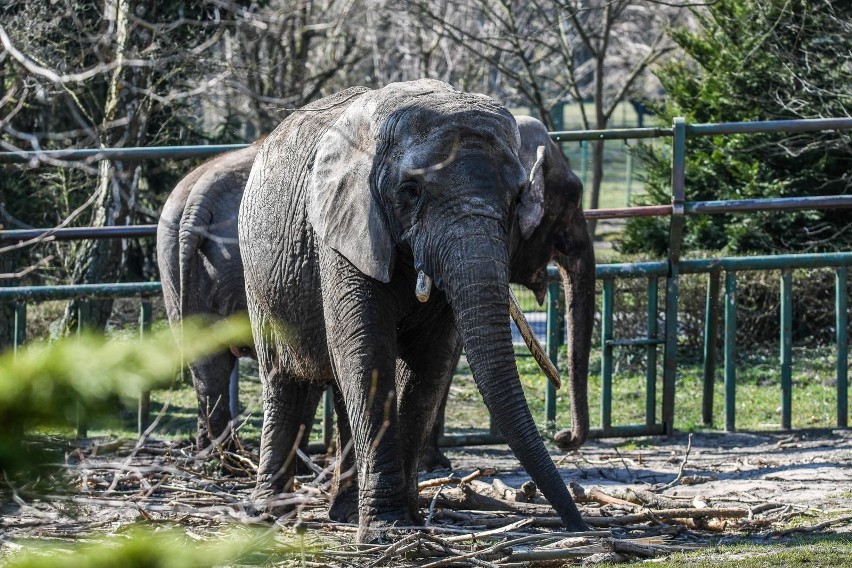 ZOO w Gdańsku ponownie otwarte. Na zwiedzających czekają nowe zasady i inne niespodzianki