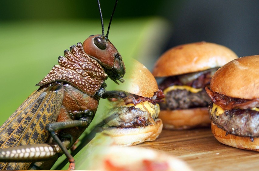Naukowcy są pewni - żywność na bazie owadów to przyszłość...