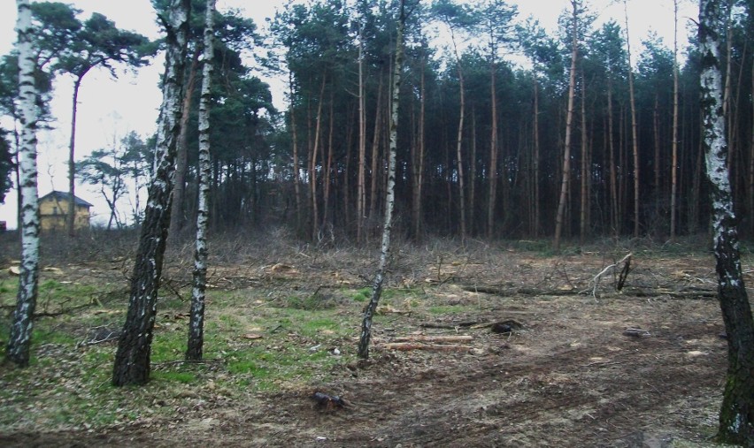 Rogalin, Gołuski, Poznań - to tylko jedne z licznych...