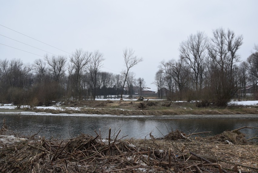 Oświęcim. Na Kamieńcu wycięto piękne drzewa. Tak powstaje Park Pojednania Narodów [ZDJĘCIA, WIZUALIZACJA]