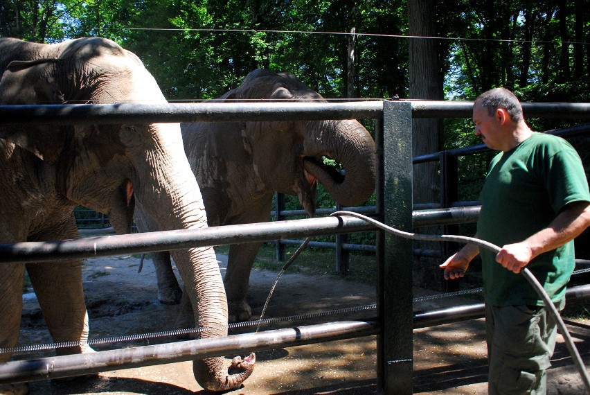 Jak zwierzęta znoszą upały w krakowskim zoo? [ZDJĘCIA, WIDEO]
