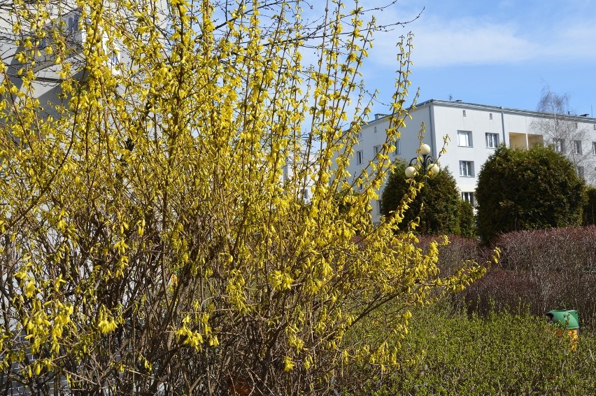 Stalowa Wola. Barwne wiosenne kobierce z kwitnących bratków w całym mieście [ZDJĘCIA]