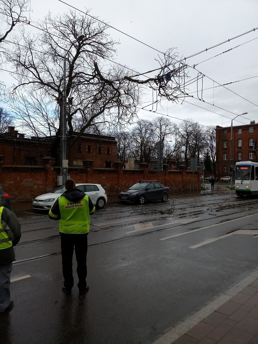Szczecin. Konar drzewa spadł na trakcję tramwajową. Są utrudnienia