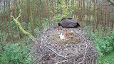 Cztery pisklęta w gnieździe bocianów czarnych w Łódzkiem. Młode ptaki wykluły się w końcu majowego długiego weekendu