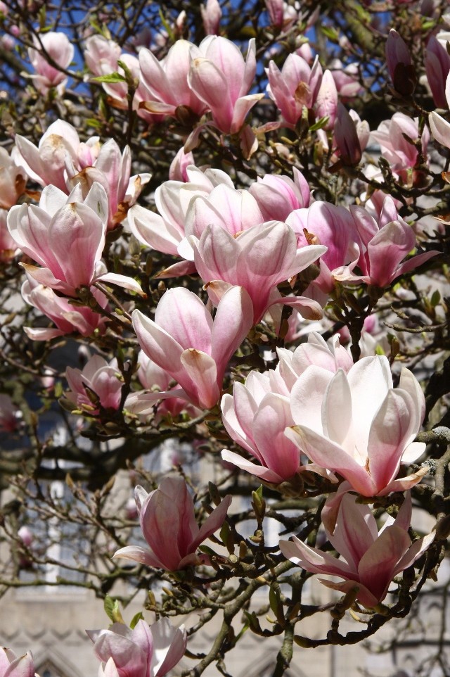 Magnolie w Kórniku już kwitną! Już w ten weekend impreza "Zwiastuny wiosny"